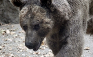 В Тбилиси спасатели уже третий день ищут медведя