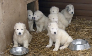 Ռուսաստանի ՊՆ-ն Ամանորը շնորհավորել է շան ձագերի մասնակցությամբ տեսահոլովակով 