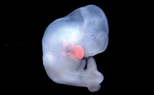  В Японии разрешили выращивать эмбрионы животных с клетками человека 