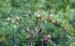 Քառասուն պտուղների ծառը