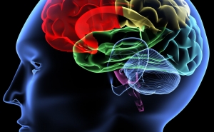 Brain Can Function Even if Some Parts of it are Missing