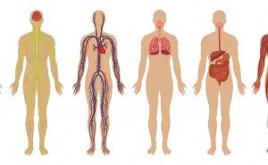 Amazing Facts About Human Body
