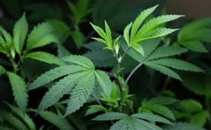 Marijuana Becomes Legal in Alaska