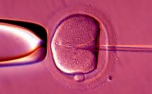 Britain First to Allow Babies with 3 Genetic Parents 