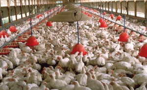 Armenia has Banned the Import of Poultry from Turkey