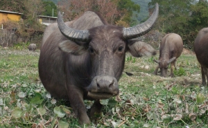 Russia Bans Buffalo Meat Import from India