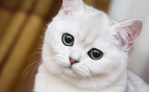 1 марта в России отмечается День кошек