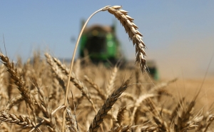 СМИ: Индия подписала в марте контракты на экспорт 500 тыс. тонн пшеницы