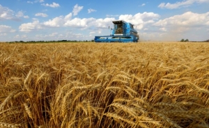 Egypt Cancels Contracts for 240,000 T of Stranded Ukrainian Wheat -Sources
